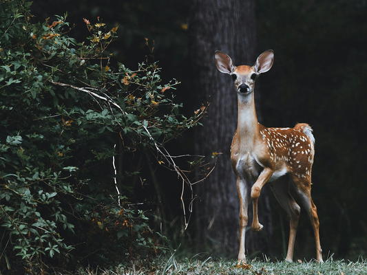 A deer in the New Forest