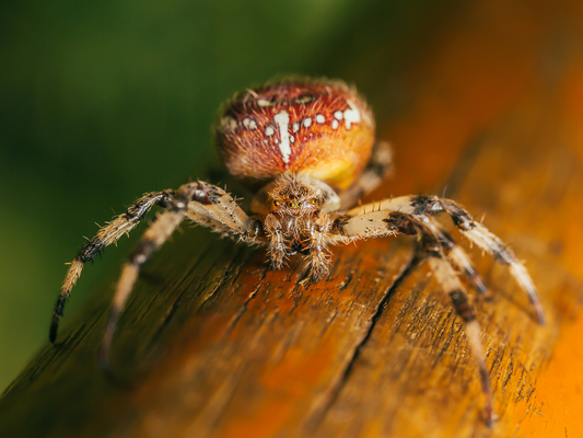 A macro photograph of a spider