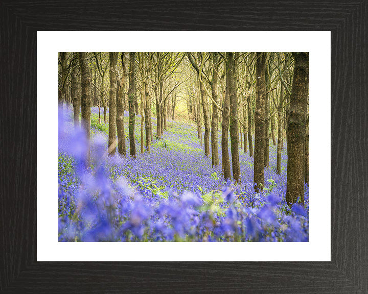 Forest of bluebells Dorset in spring Photo Print - Canvas - Framed Photo Print - Hampshire Prints