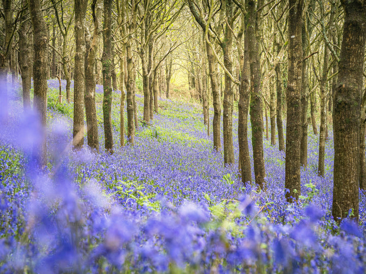 Forest of bluebells Dorset in spring Photo Print - Canvas - Framed Photo Print - Hampshire Prints