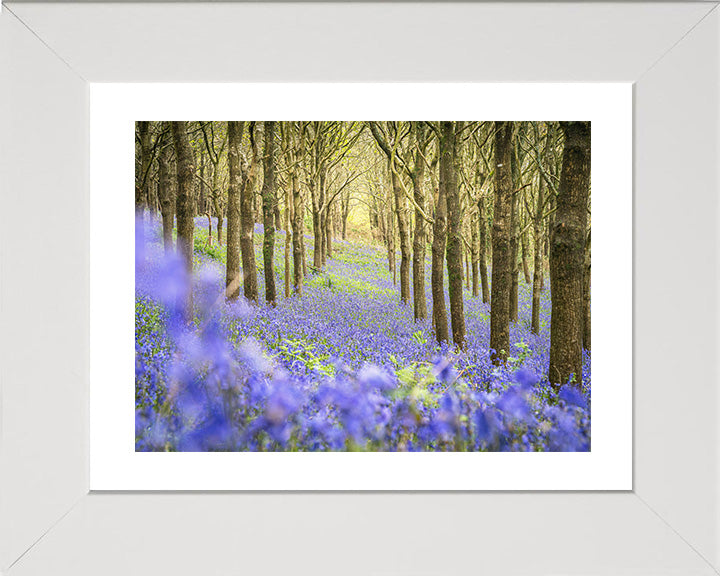 Forest of bluebells Dorset in spring Photo Print - Canvas - Framed Photo Print - Hampshire Prints