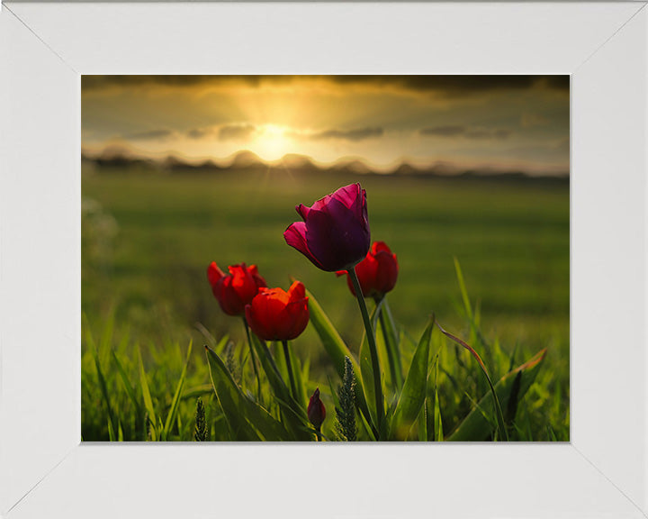 Tulips at sunset on the Norfolk Broads Photo Print - Canvas - Framed Photo Print - Hampshire Prints