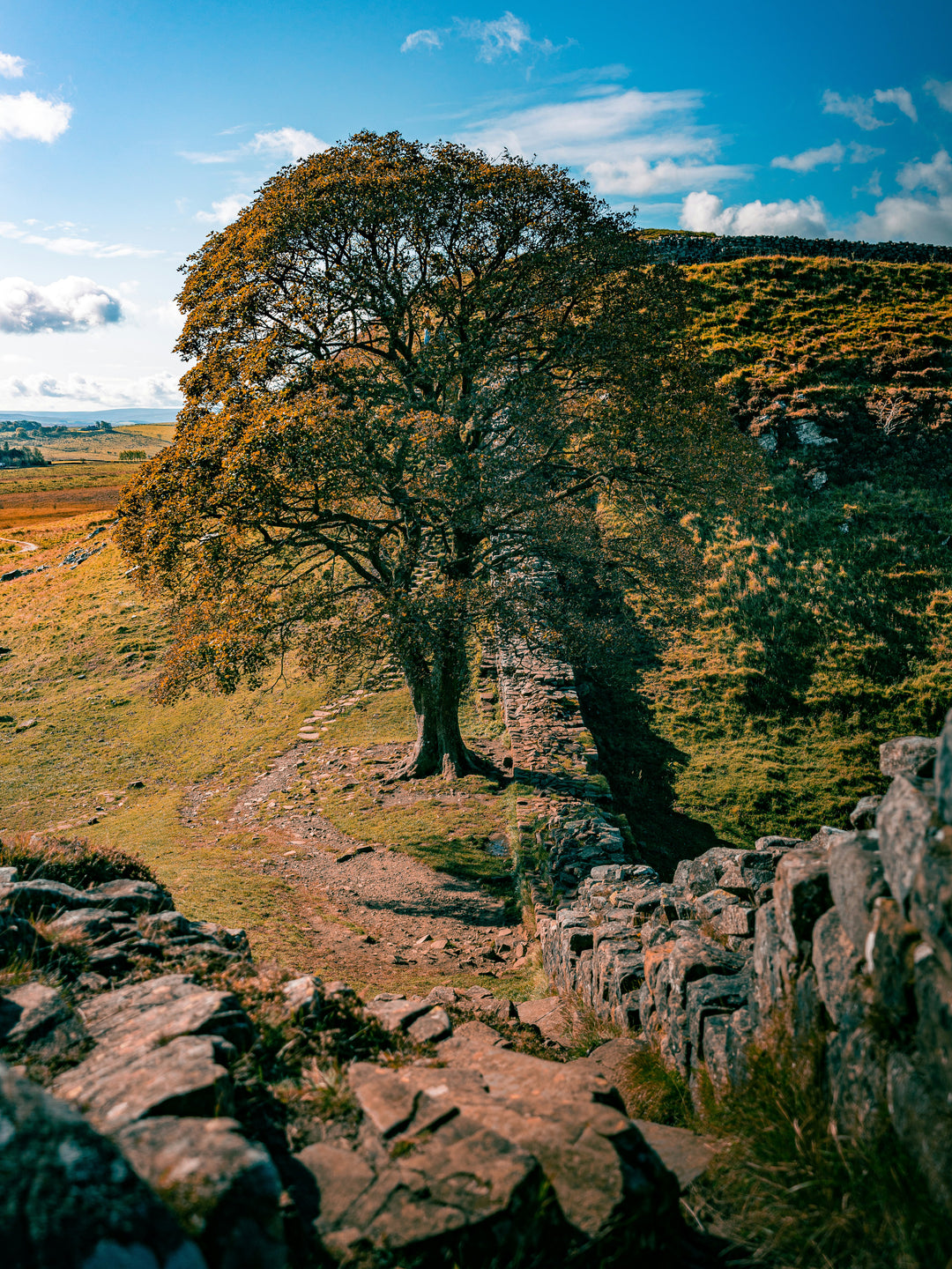 Sycamore Gap Northumberland side view Photo Print - Canvas - Framed Photo Print - Hampshire Prints