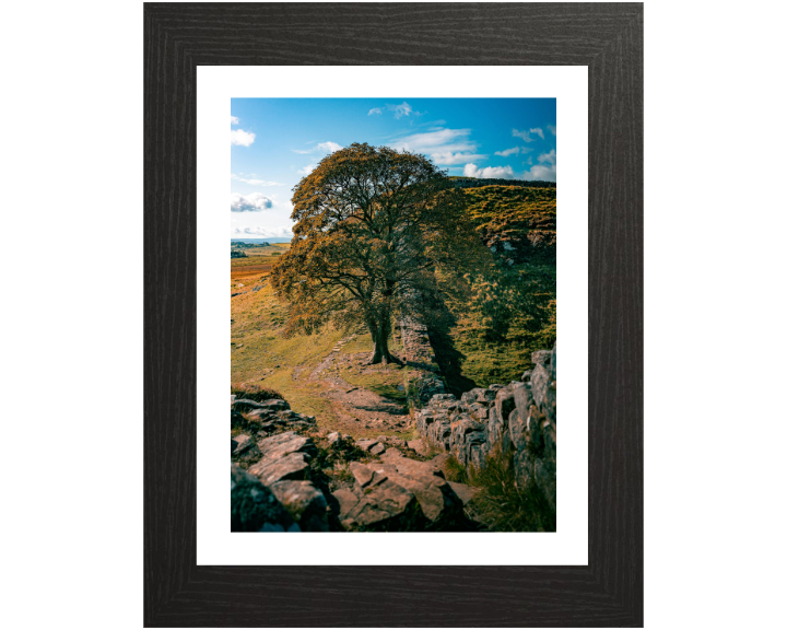 Sycamore Gap Northumberland side view Photo Print - Canvas - Framed Photo Print - Hampshire Prints