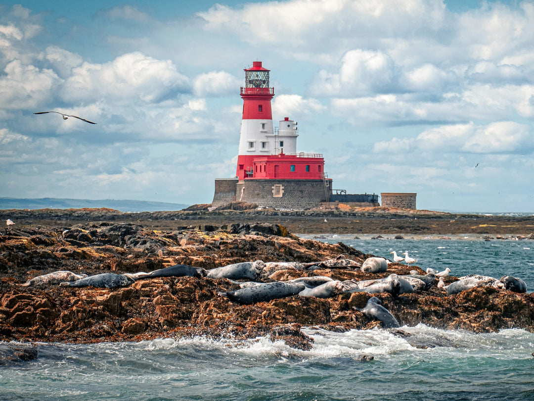 Inner Farne Lighthouse Northumberland Photo Print - Canvas - Framed Photo Print - Hampshire Prints