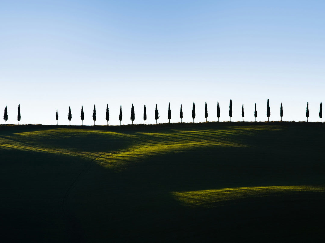 row of trees Tuscany Italy Photo Print - Canvas - Framed Photo Print - Hampshire Prints