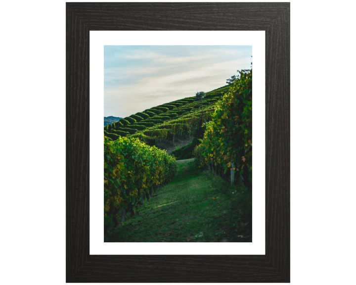 Vineyards at Serralunga Italy Photo Print - Canvas - Framed Photo Print