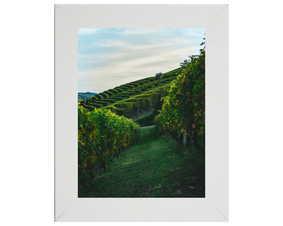 Vineyards at Serralunga Italy Photo Print - Canvas - Framed Photo Print