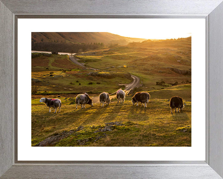 Sheep in the Lake District Cumbria at sunset Photo Print - Canvas - Framed Photo Print - Hampshire Prints