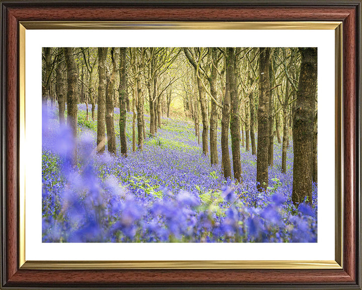 Forest of bluebells Dorset in spring Photo Print - Canvas - Framed Photo Print - Hampshire Prints