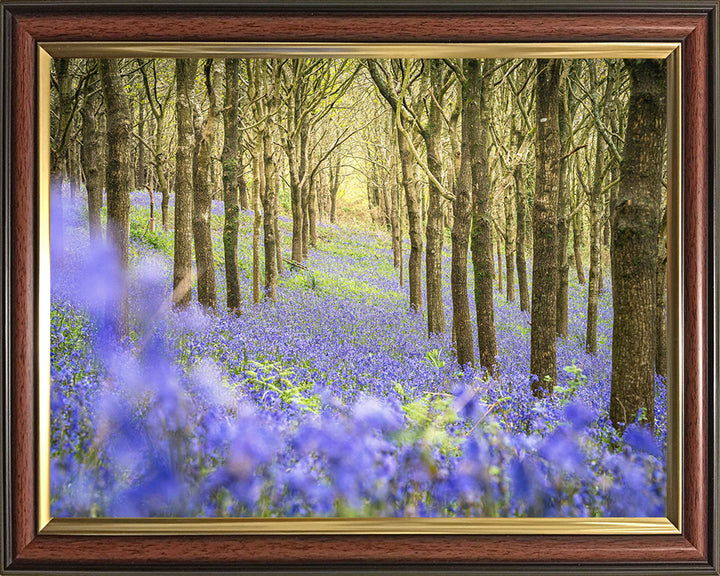 Forest of bluebells Dorset in spring Photo Print - Canvas - Framed Photo Print - Hampshire Prints