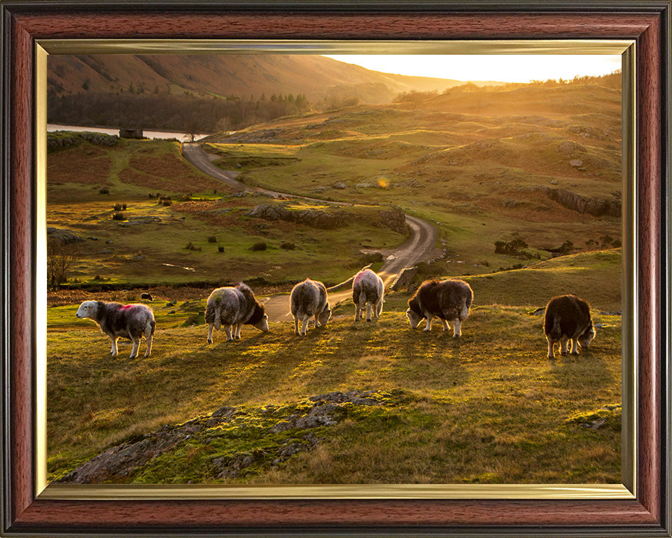 Sheep in the Lake District Cumbria at sunset Photo Print - Canvas - Framed Photo Print - Hampshire Prints