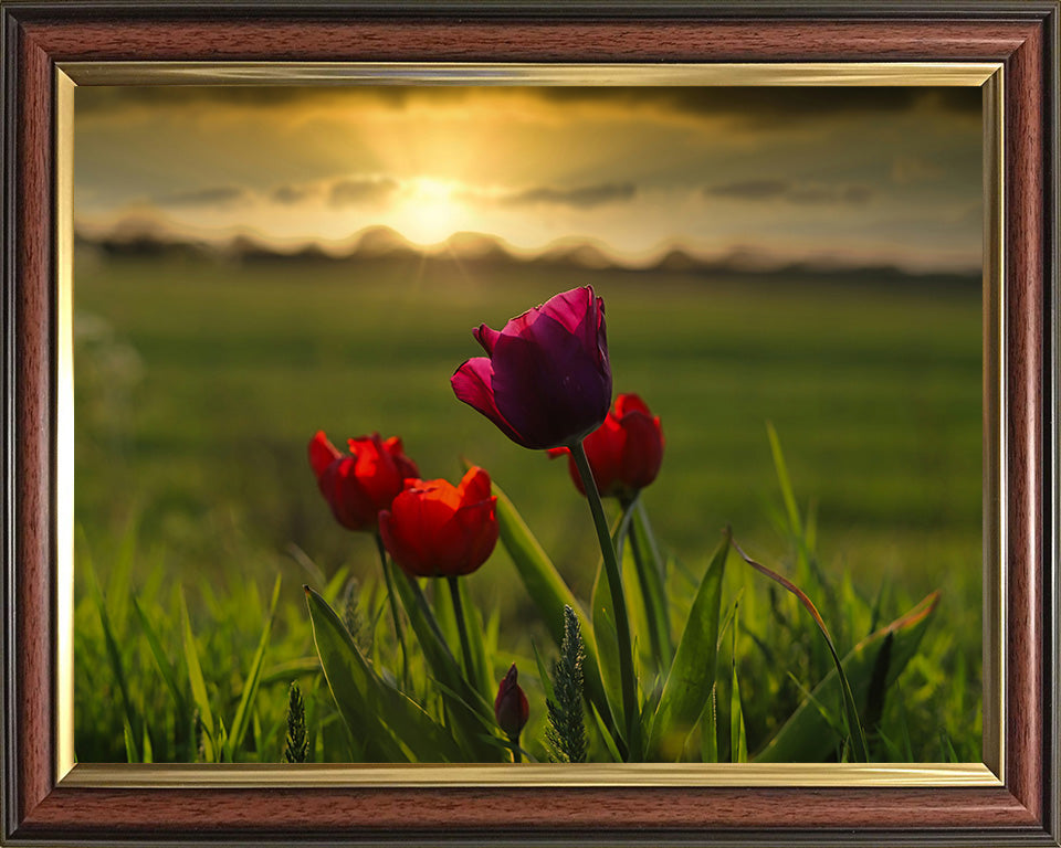 Tulips at sunset on the Norfolk Broads Photo Print - Canvas - Framed Photo Print - Hampshire Prints